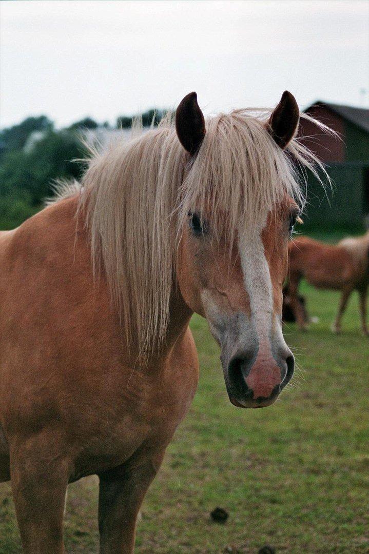 Haflinger Deserée  - Et af de sidste billeder af flotte-pigen. Juni 2011 billede 20