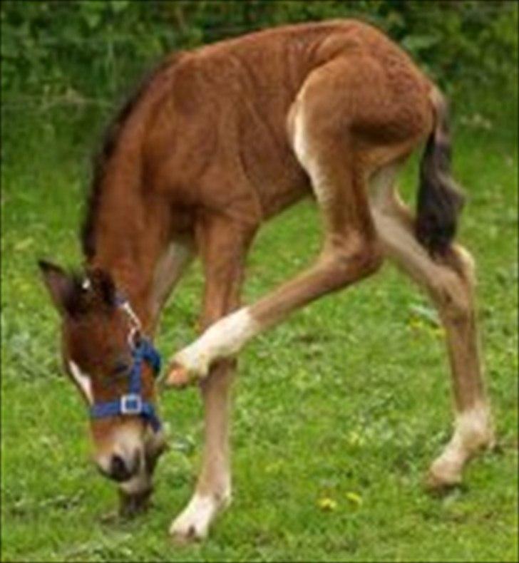 Welsh Pony af Cob-type (sec C) Aberlour Albin billede 4