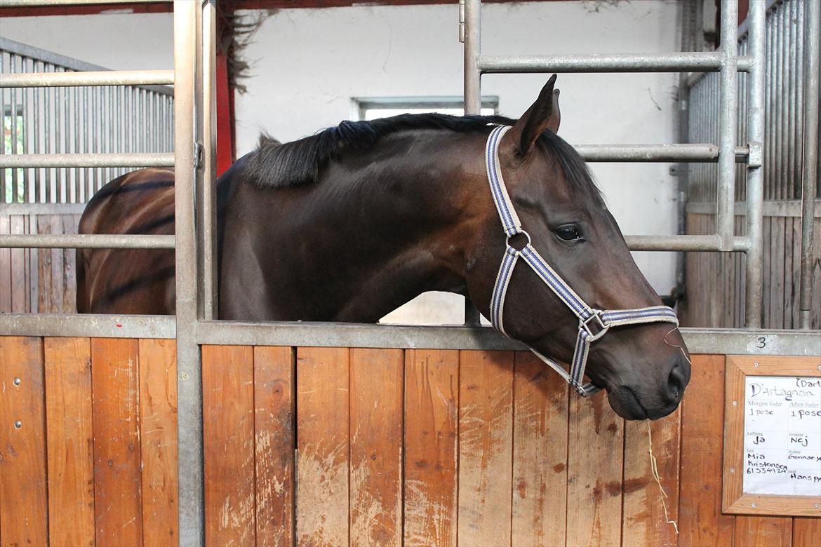 Dansk Varmblod D'Artagnan * <3 solgt :'/ - den dag jeg fik ham <3 billede 3