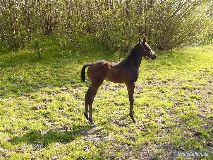 Dansk Varmblod D'Artagnan * <3 solgt :'/ - hos tidligere ejer  billede 9