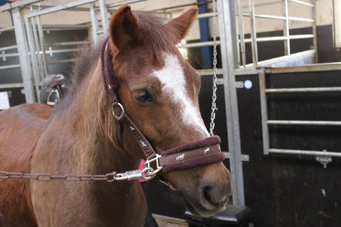 Anden særlig race Buster - :D billede 9