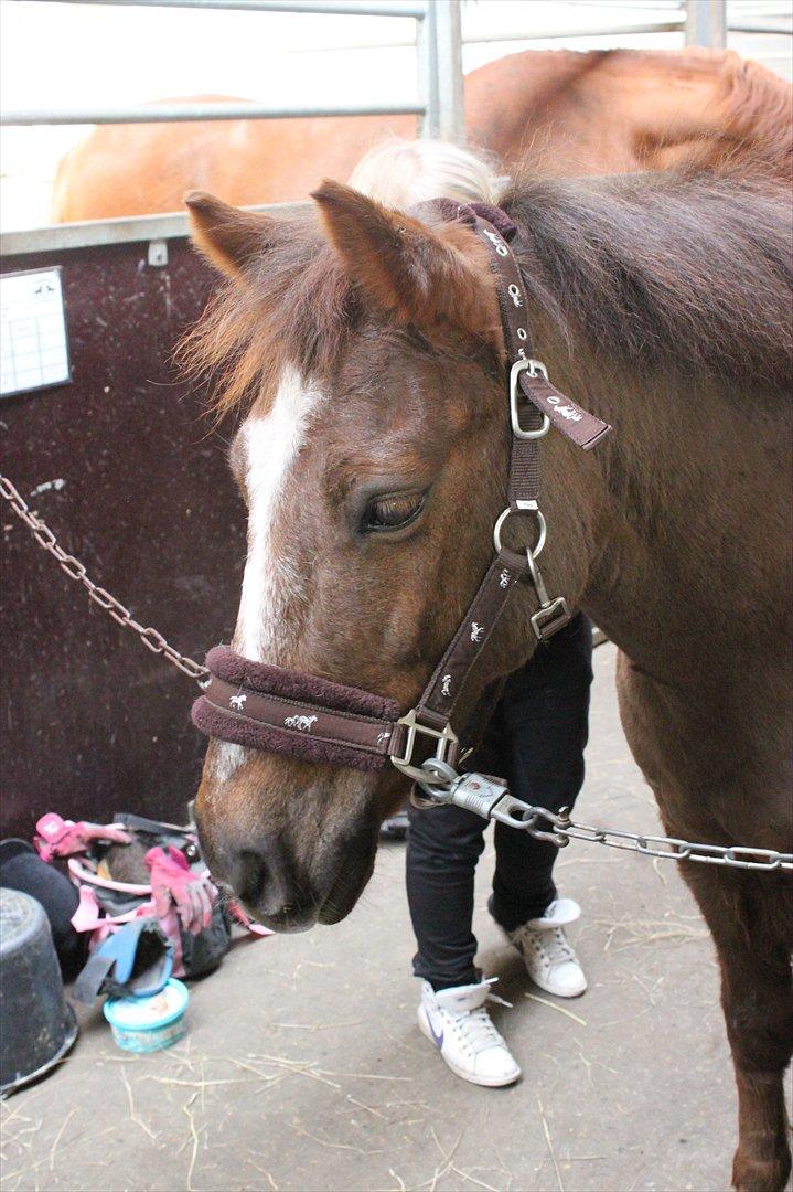 Anden særlig race Buster - Buster <3
 billede 1