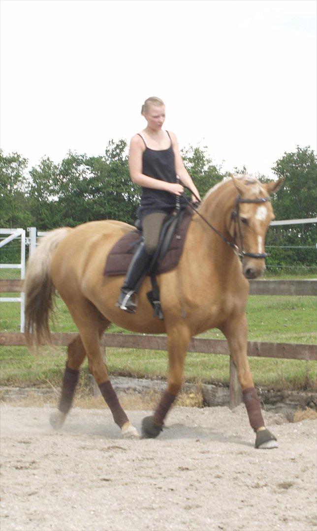 Palomino Chess Stauslykke. - D. 11 juli 2011 billede 4