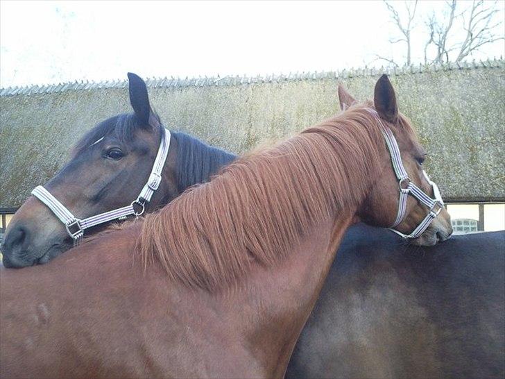 Anden særlig race Flying Maddie - Maddie og bedsteveninde, Mille af Dutterup <3 billede 8