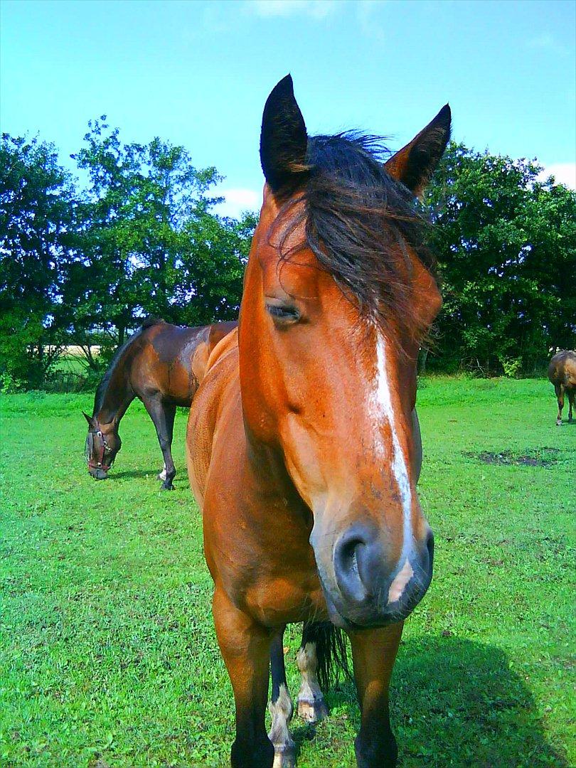 Welsh Cob (sec D) Beukenorrd's Babbeloe (felix) Himmelhest billede 4