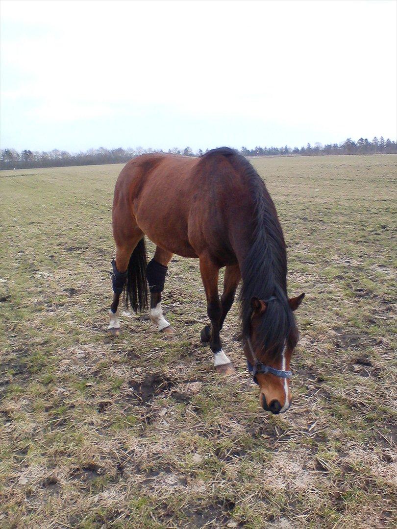 Welsh Cob (sec D) Beukenorrd's Babbeloe (felix) Himmelhest billede 5