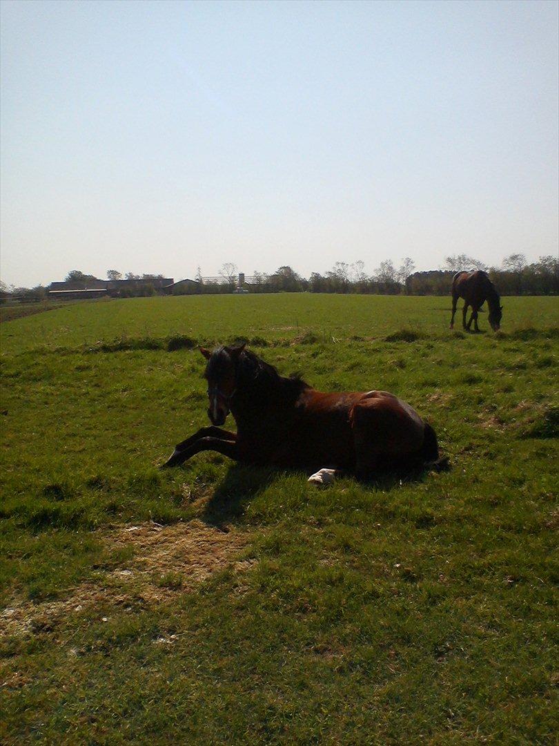 Welsh Cob (sec D) Beukenorrd's Babbeloe (felix) Himmelhest billede 6