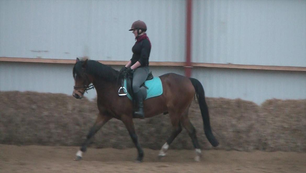 Welsh Cob (sec D) Beukenorrd's Babbeloe (felix) Himmelhest billede 7