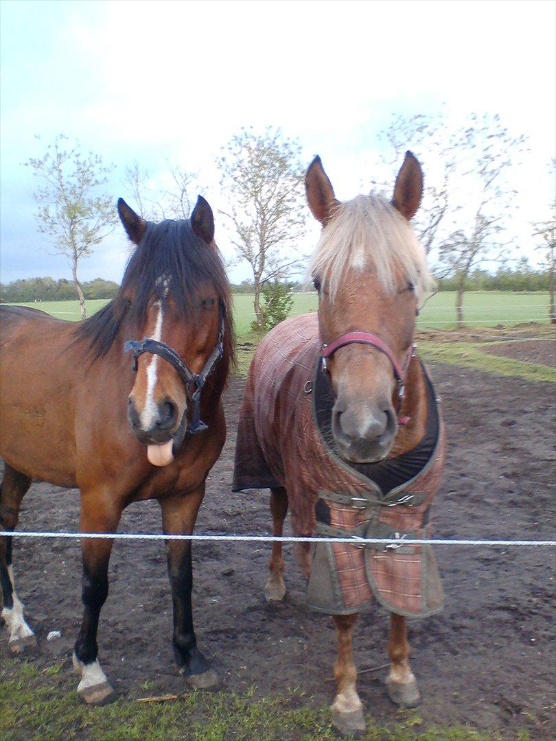 Welsh Cob (sec D) Beukenorrd's Babbeloe (felix) Himmelhest billede 8