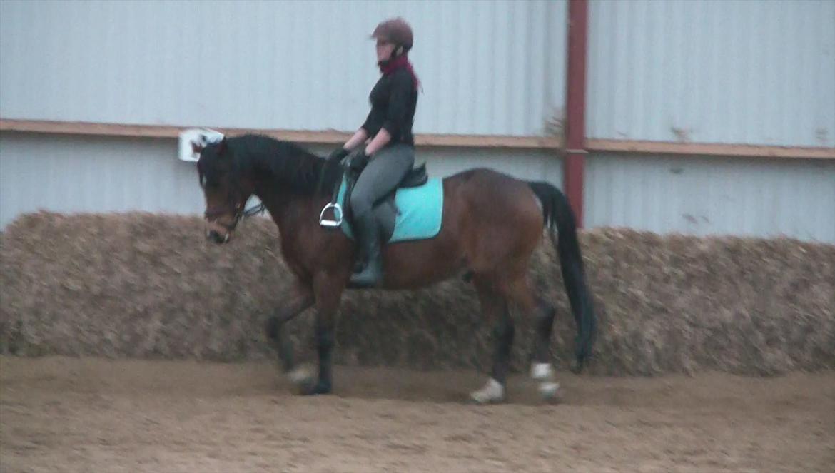 Welsh Cob (sec D) Beukenorrd's Babbeloe (felix) Himmelhest billede 9