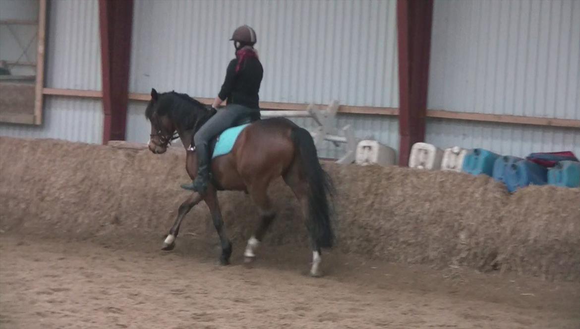 Welsh Cob (sec D) Beukenorrd's Babbeloe (felix) Himmelhest billede 10