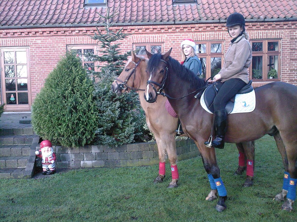 Welsh Cob (sec D) Beukenorrd's Babbeloe (felix) Himmelhest - da vi lige havde tilredet ham <3 billede 11