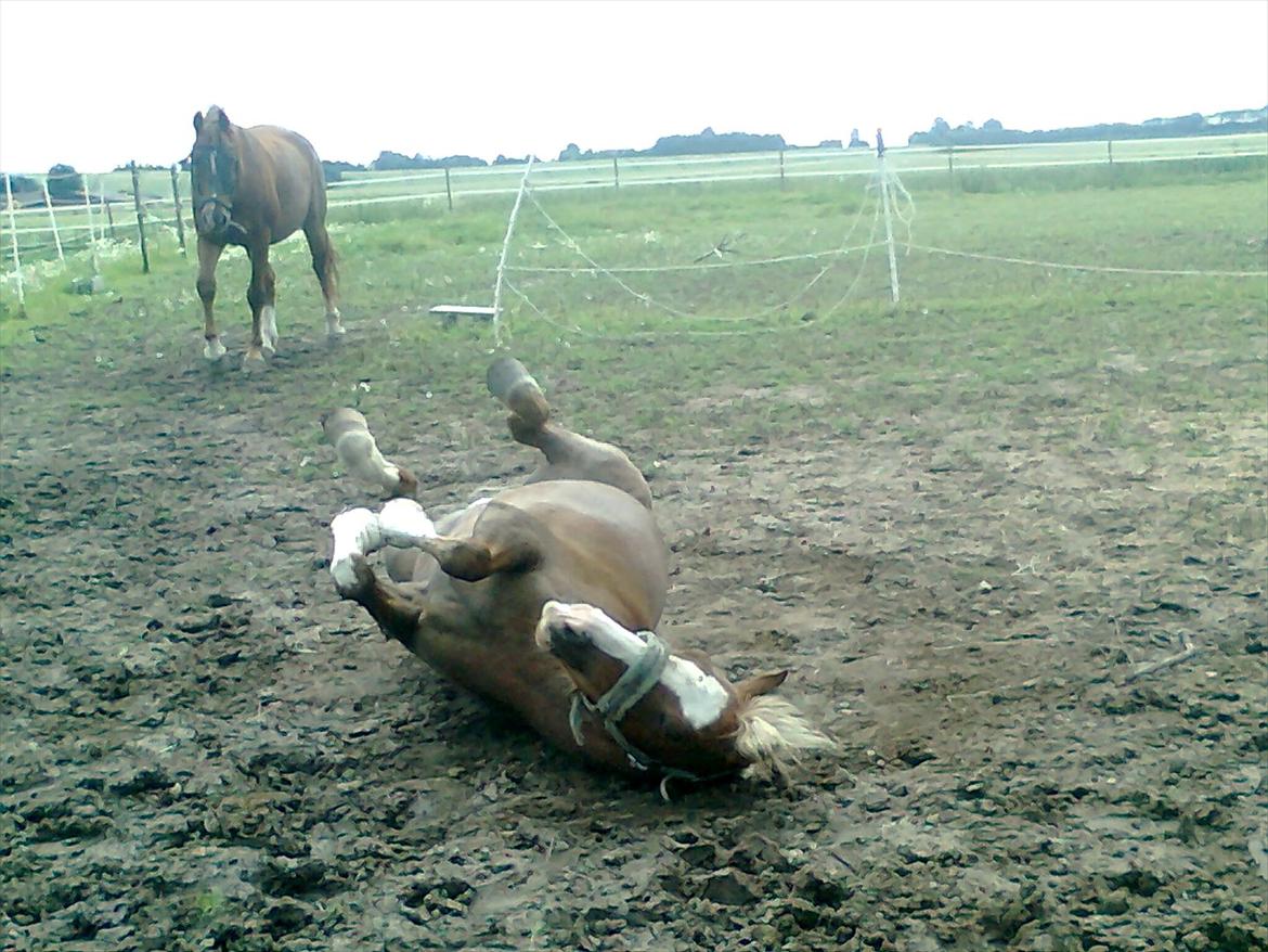 Hollandsk Sportspony /welsh Scooby doo *savnet* - For sig en dejlig rulle tur efter en dejlig lang ride tur:) billede 3