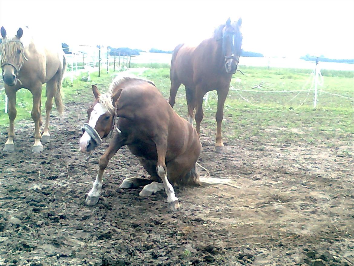 Hollandsk Sportspony /welsh Scooby doo *savnet* - han havde en sjov vane med at side ned og ryste jorden af sig

 billede 6