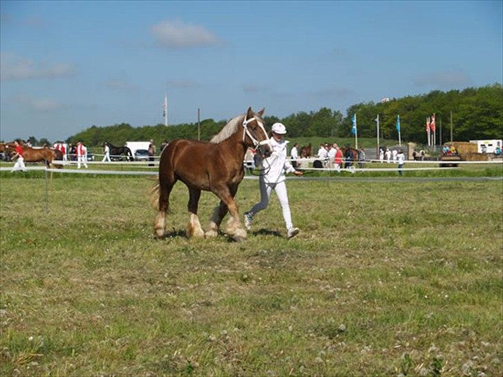 Jyde Holger - Dette er min yndlings hest Holger ;) billede 2