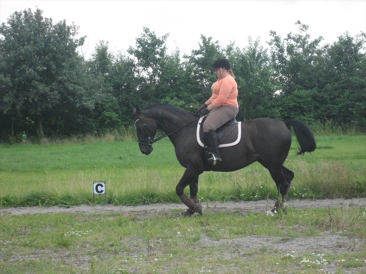 Anden særlig race Kiki Dee billede 8