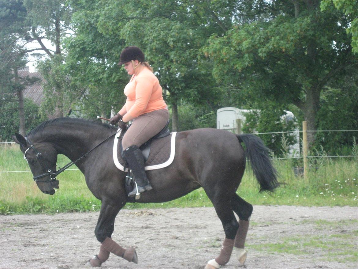 Anden særlig race Kiki Dee billede 10