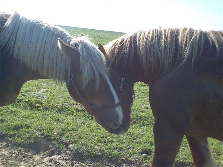 Jyde Holger billede 5