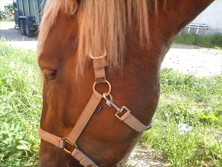 Jyde Holger - Jeg elsker dig ikke for dit udseende eller man/manke eller dine hestesko. Jeg elsker dig fordi du synger en sang som kun jeg forstår !! <3 billede 9