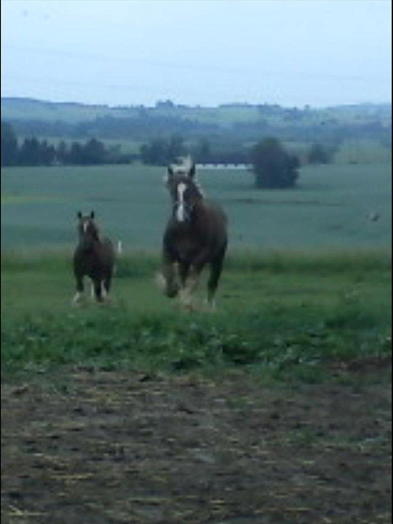 Jyde Holger - Spotted Eagle, Sioux Cheif.

Spotted Eagle was a firce warrior, noted for his Prowess anf leadership billede 11