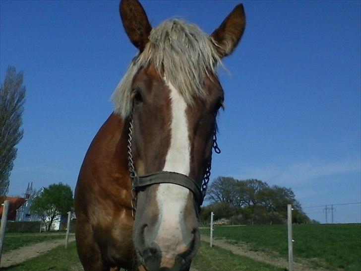 Jyde Holger - Jeg vil aldrig nogensinde lade dig forsvinde fra mig! <3 billede 15