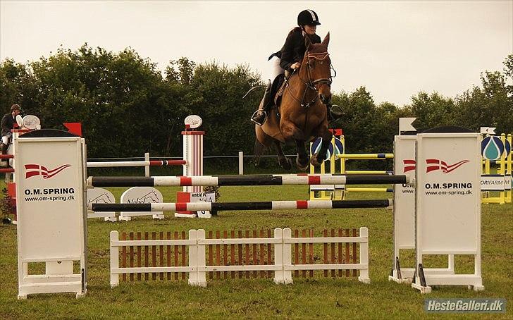 Hollandsk Varmblod Troy-T RIP D. 10/6-2013 - Min helt egen tophest.. Du kan så Fantastisk.. MB** billede 7