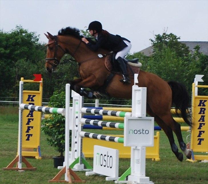 Hollandsk Varmblod Troy-T RIP D. 10/6-2013 - MB**. Det er så let at flyve med dig.. billede 8