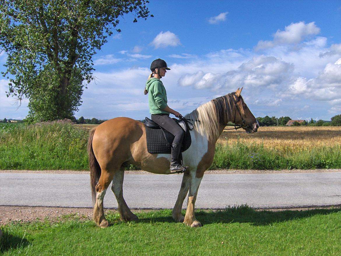 Irish Cob Crossbreed Bambie blue billede 14