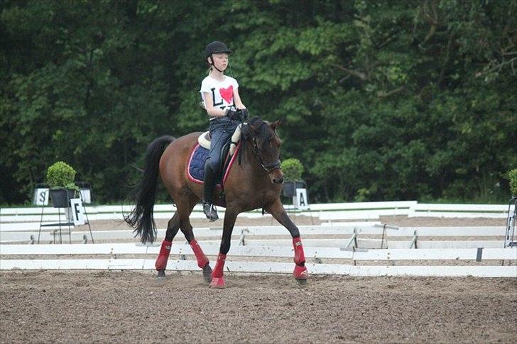 DSP <3 Aslie B-Pony <3 - Landstrænerkursus 2011
Billede: Ida Nielsen billede 4