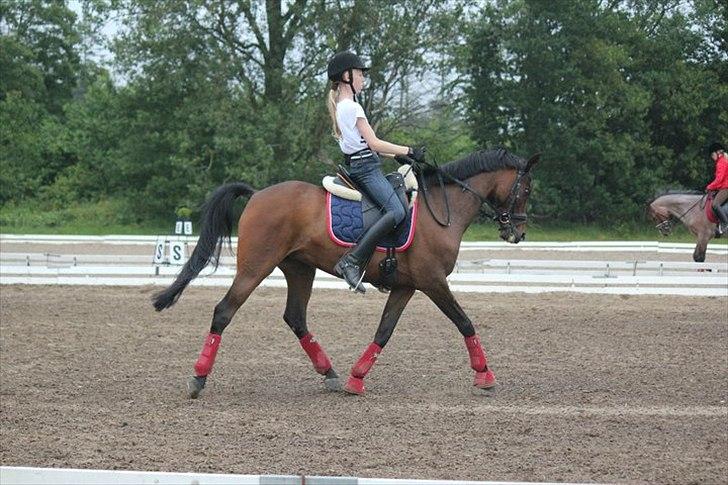 DSP <3 Aslie B-Pony <3 - Landstrænerkursus 2011
Billede: Ida Nielsen billede 6