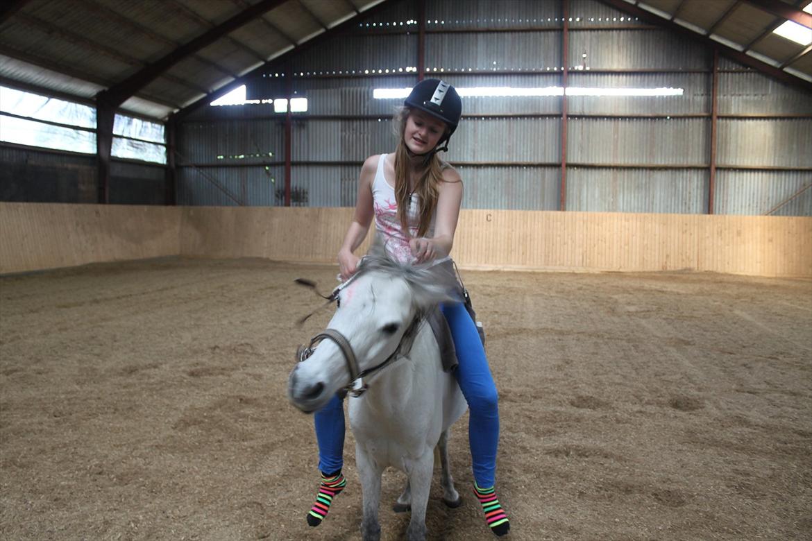 Kaspisk hest Rosmear Aram | Geden/Æsel - Ryste på kommando fra ryggen - Andrea M. Dragsdahl billede 17