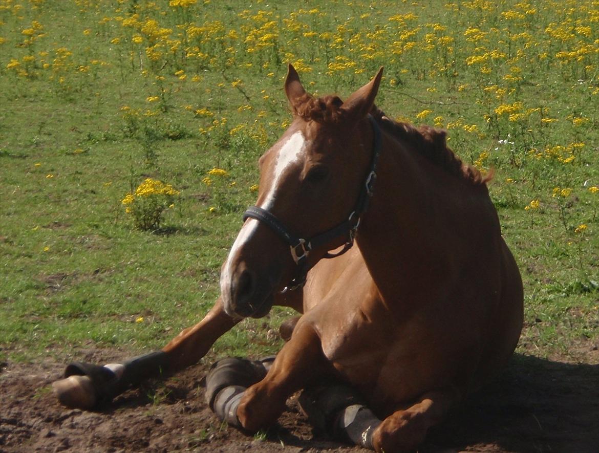 Fuldblod (XX) Cadence billede 5