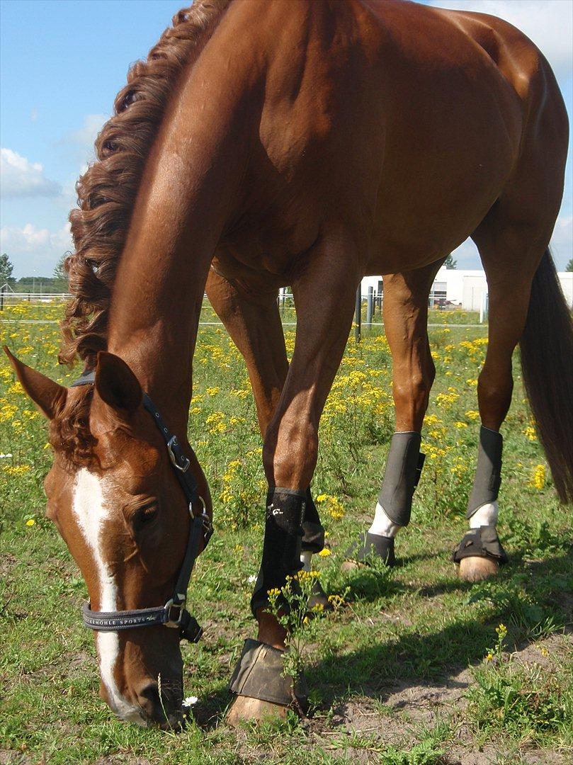 Fuldblod (XX) Cadence billede 18