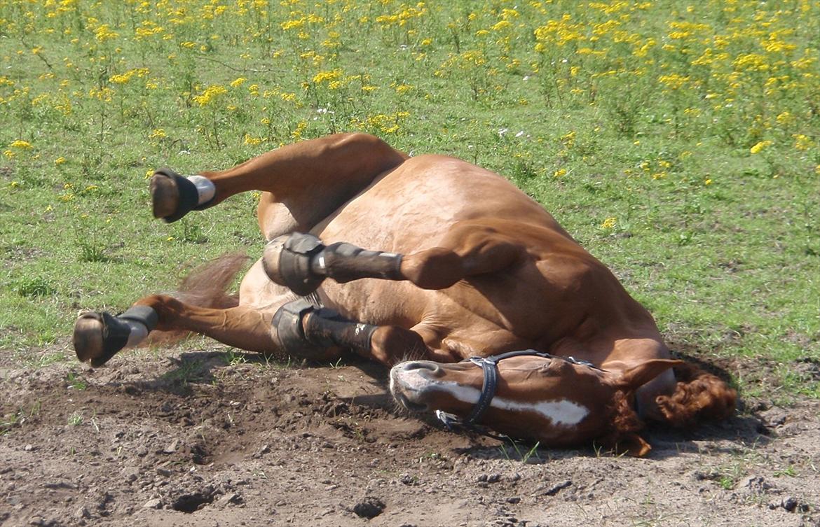 Fuldblod (XX) Cadence billede 19