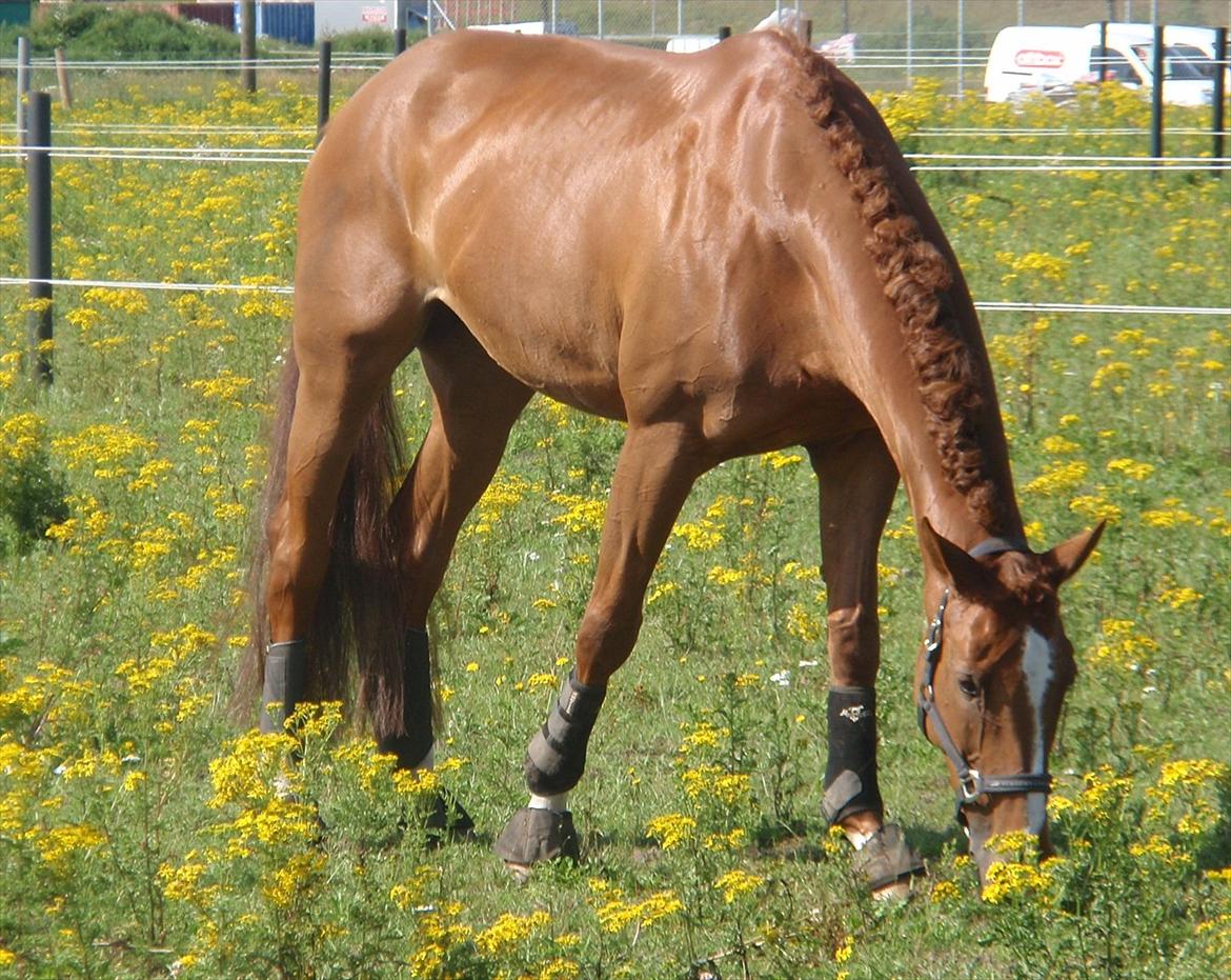 Fuldblod (XX) Cadence billede 12