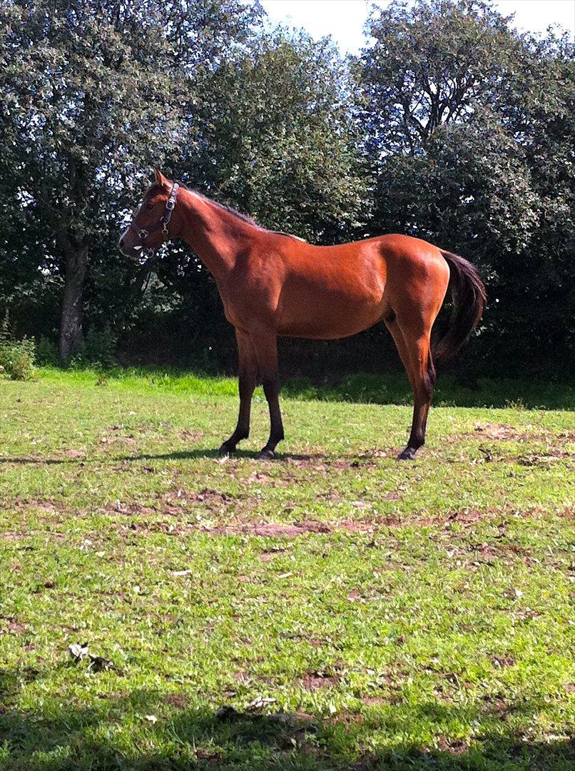 Anden særlig race Ahmad (Ferrari) - Min smukke basse på folden billede 1