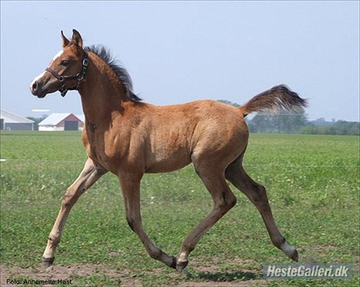 Anden særlig race Ahmad (Ferrari) - ca 2 måneder billede 4