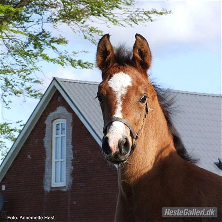 Anden særlig race Ahmad (Ferrari) - ca 1 måned billede 3