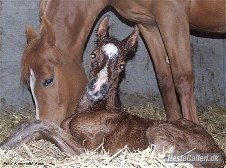 Anden særlig race Ahmad (Ferrari) - ca 1 time billede 2