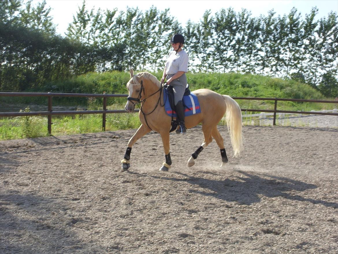 Palomino | Sandgravgård's Kashmir - R.I.P - Dressurtræning D. 11/7 med Sanne. billede 6