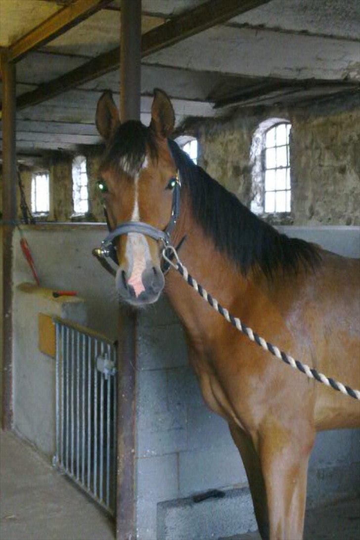 Anden særlig race Ahmad (Ferrari) - 1 år ;) billede 5