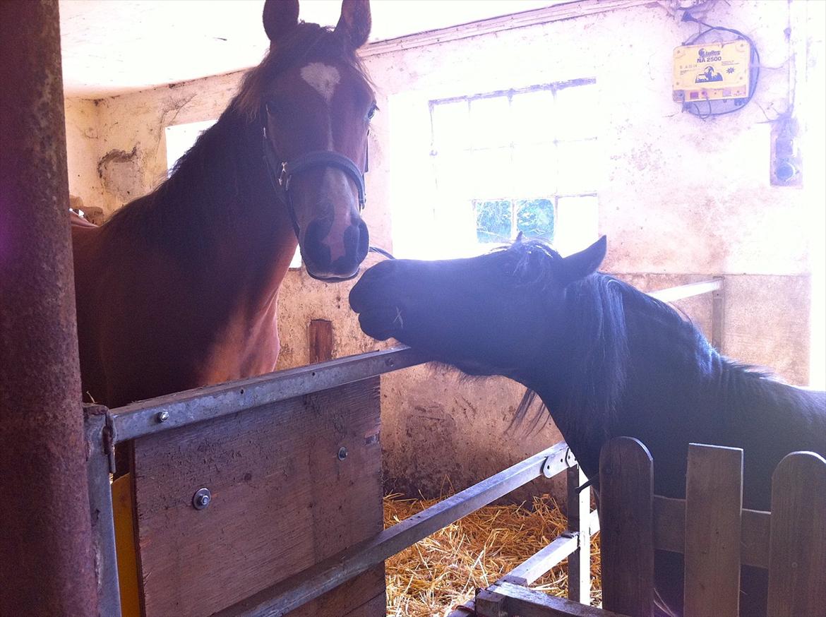 Anden særlig race Ahmad (Ferrari) - siger hej til sine nye legekammerater  billede 6