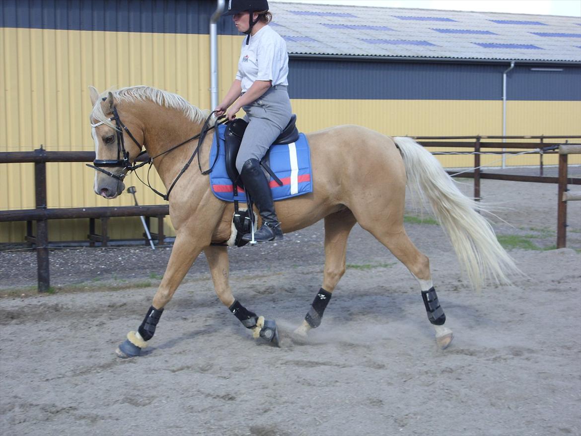 Palomino | Sandgravgård's Kashmir - R.I.P - Dressurtræning D. 11/7 med Sanne. billede 15