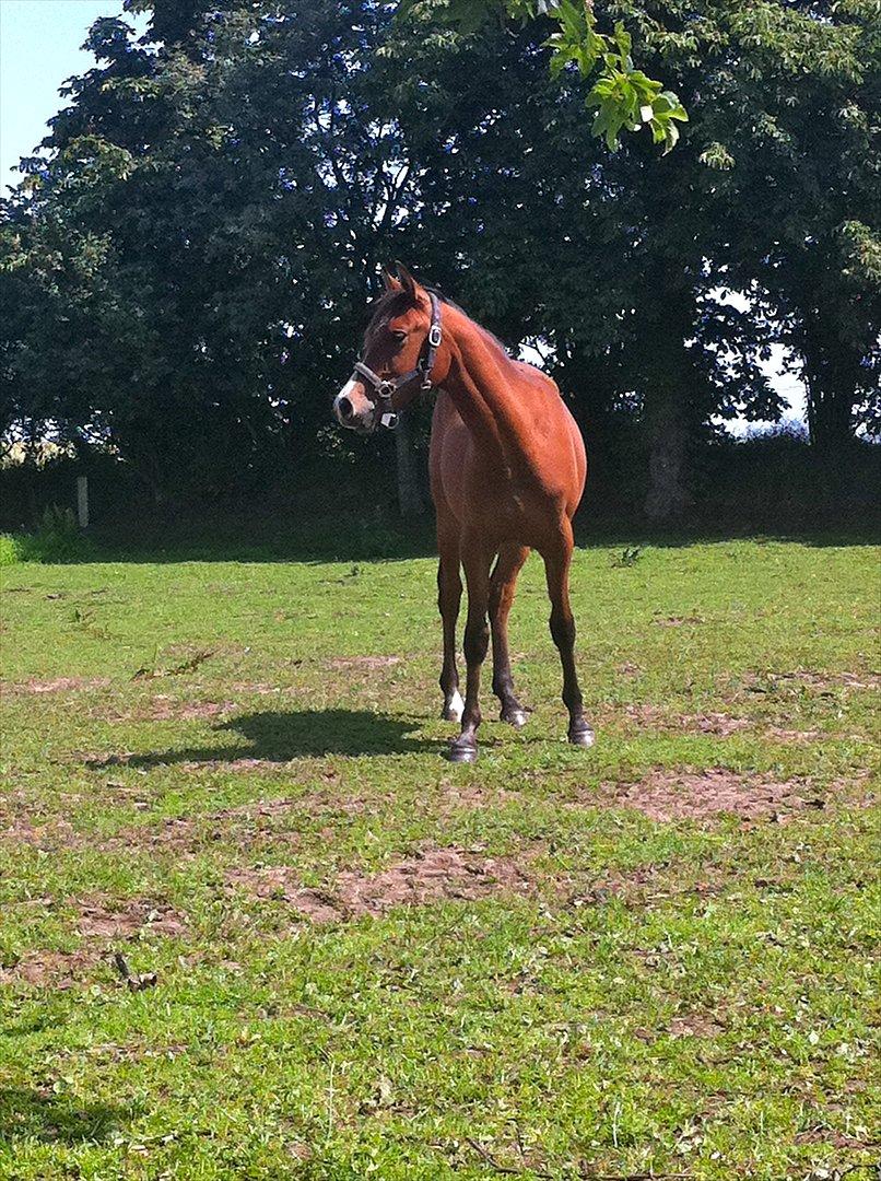 Anden særlig race Ahmad (Ferrari) billede 7