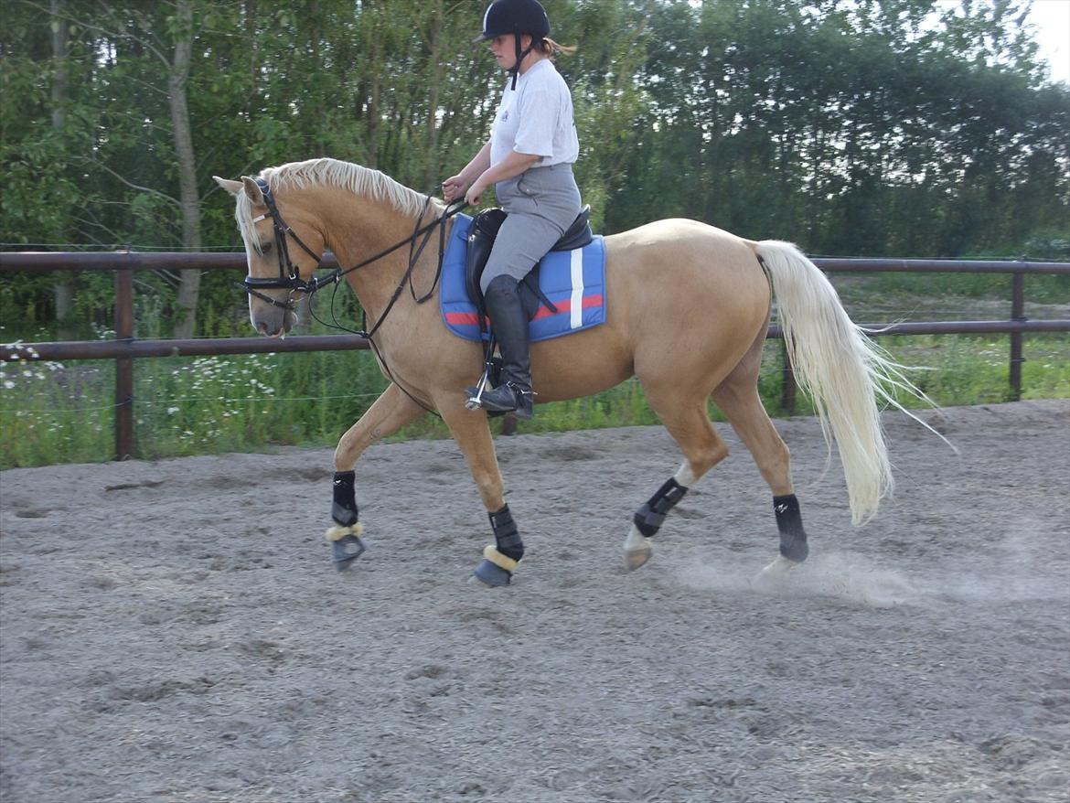 Palomino | Sandgravgård's Kashmir - R.I.P - Dressurtræning D. 11/7 med Sanne. billede 13