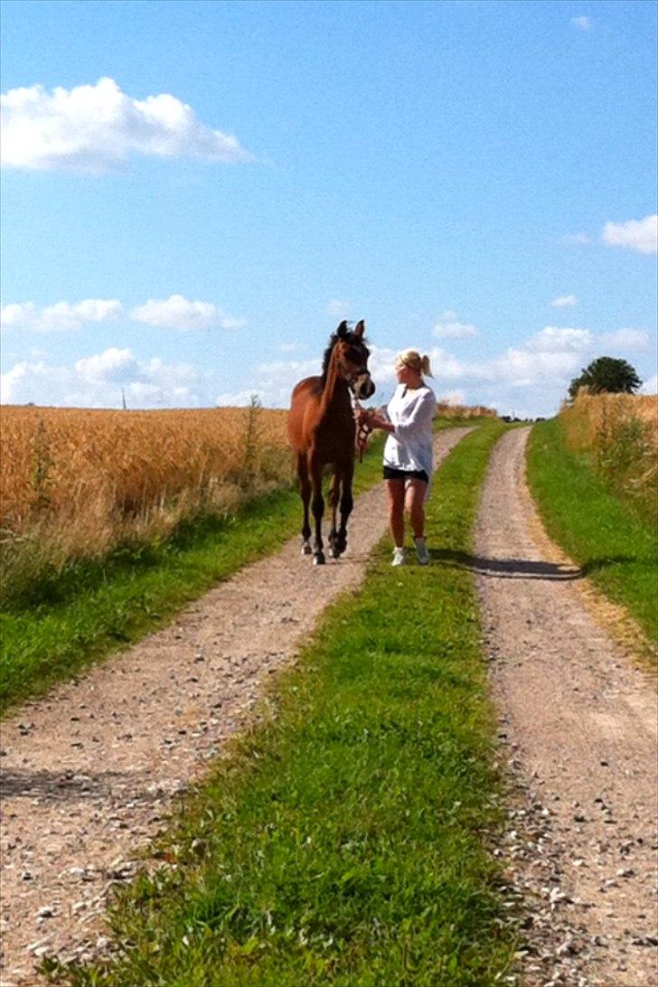 Anden særlig race Ahmad (Ferrari) billede 12