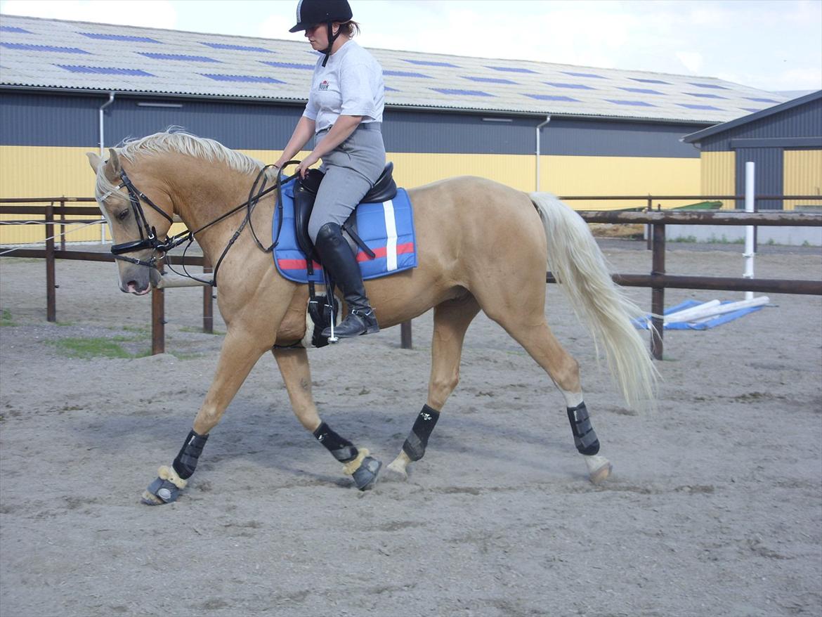 Palomino | Sandgravgård's Kashmir - R.I.P - Dressurtræning D. 11/7 med Sanne. billede 10