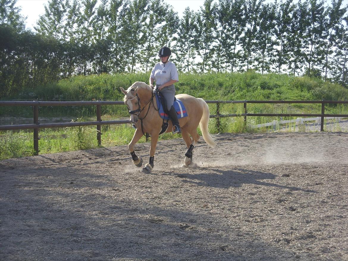 Palomino | Sandgravgård's Kashmir - R.I.P - Dressurtræning D. 11/7 med Sanne. billede 8