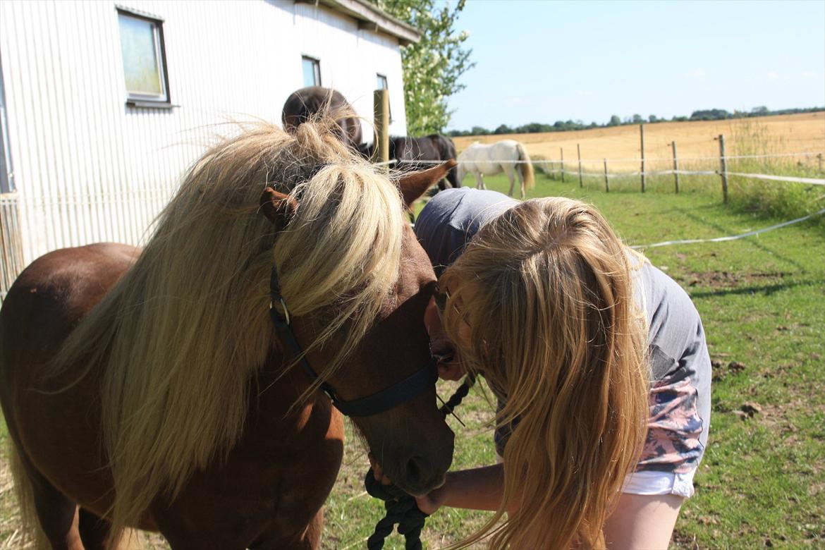Shetlænder Vestbjergs Top - Nyt 11 Juli 2011
Dagen inden Gugses fødselsdag(12 Juli) Foto: Mig  billede 15