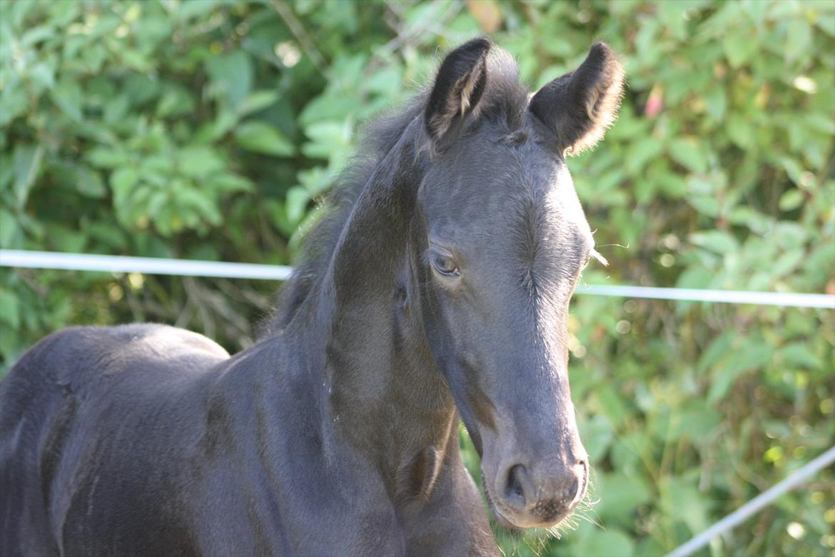 Frieser Vojenslunds Joyce (SOLGT) billede 8